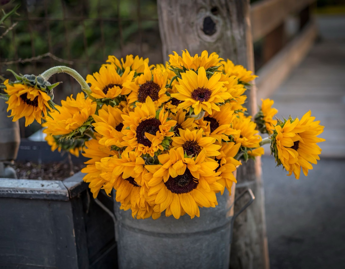 Emmer vol gele zonnebloemen